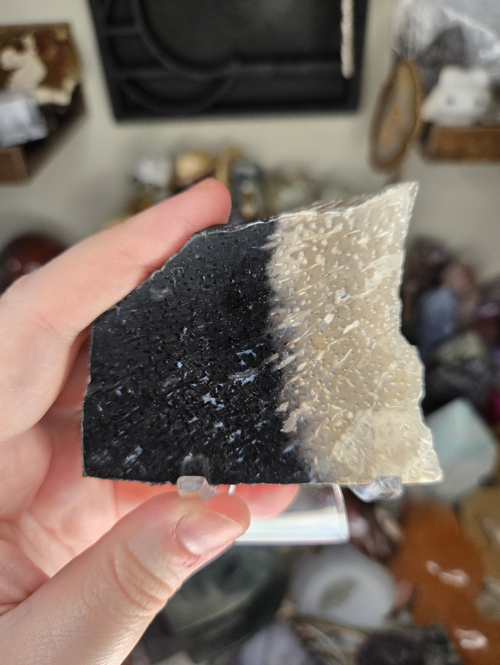 Fossilized Coconut W/ Opal Specimen W/ Holder